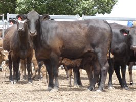 12  Wagyu X Angus Cows & Calves