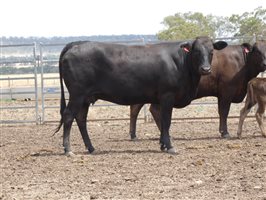 12  Wagyu X Angus Cows & Calves