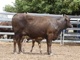 12  Wagyu X Angus Cows & Calves