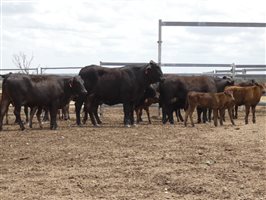 12  Wagyu X Angus Cows & Calves