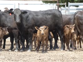12 Wagyu X Angus Cows & Calves