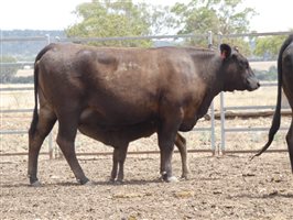 12  Wagyu X Angus Cows & Calves