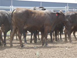 12  Wagyu X Angus Cows & Calves