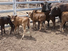 12  Wagyu X Angus Cows & Calves