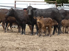 12  Wagyu X Angus Cows & Calves
