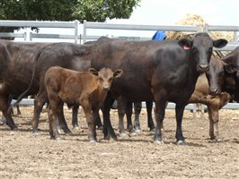 12  Wagyu X Angus Cows & Calves