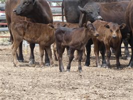12  Wagyu X Angus Cows & Calves