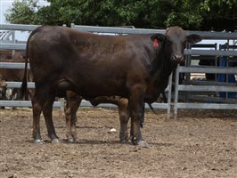 12  Wagyu X Angus Cows & Calves