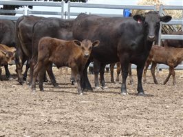 12  Wagyu X Angus Cows & Calves