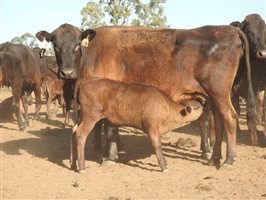 195 NSM Wagyu X Cows & 128 Calves