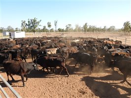 195 NSM Wagyu X Cows & 128 Calves