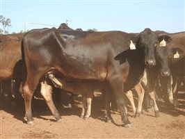 195 NSM Wagyu X Cows & 128 Calves