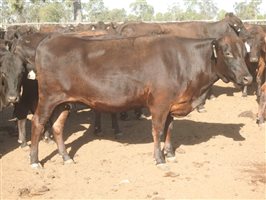 195 NSM Wagyu X Cows & 128 Calves