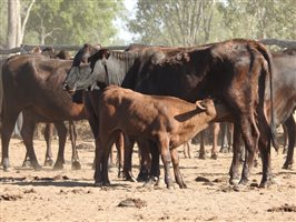 195 NSM Wagyu X Cows & 128 Calves