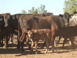 195 NSM Wagyu X Cows & 128 Calves