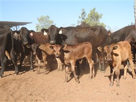 195 NSM Wagyu X Cows & 128 Calves