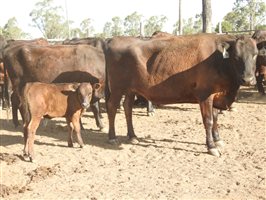 195 NSM Wagyu X Cows & 128 Calves