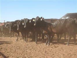 195 NSM Wagyu X Cows & 128 Calves