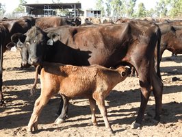195 NSM Wagyu X Cows & 128 Calves