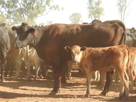 195 NSM Wagyu X Cows & 128 Calves