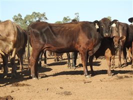195 NSM Wagyu X Cows & 128 Calves