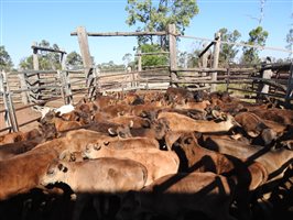 195 NSM Wagyu X Cows & 128 Calves
