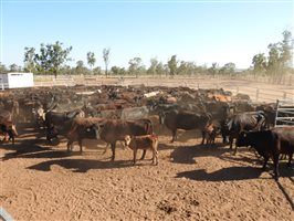195 NSM Wagyu X Cows & 128 Calves