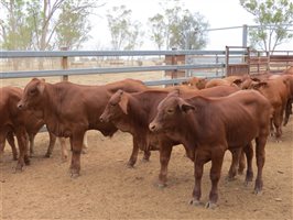 114 PCAS MSA  Droughtmaster X Steers