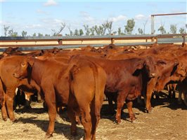 152 PCAS  Droughtmaster Steers