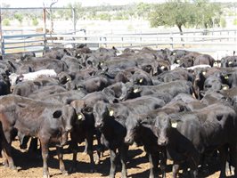 152 Organic  Brangus Heifers
