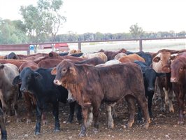 152 EU Organic  Brangus X Charbray Steers