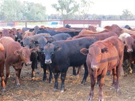 152 EU Organic  Brangus X Charbray Steers