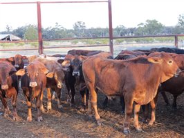 152 EU Organic  Brangus X Charbray Steers