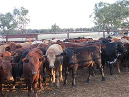 152 EU Organic  Brangus X Charbray Steers