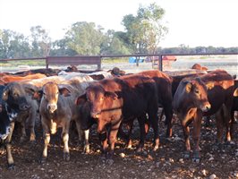 152 EU Organic  Brangus X Charbray Steers