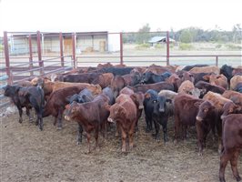 152 EU Organic  Brangus X Charbray Steers