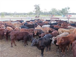 152 EU Organic  Brangus X Charbray Steers