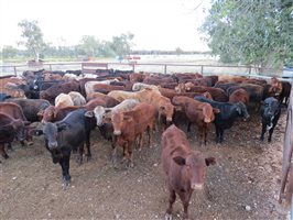 152 EU Organic  Brangus X Charbray Steers