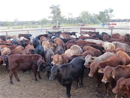 152 EU Organic  Brangus X Charbray Steers