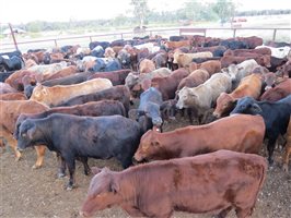 152 EU Organic  Brangus X Charbray Steers