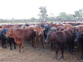 152 EU Organic  Brangus X Charbray Steers