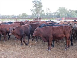 152 EU Organic  Brangus X Charbray Steers