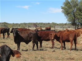 84 EU Organic  Brangus X Brahman Heifers