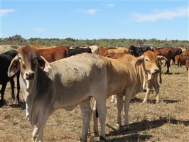 84 EU Organic  Brangus X Brahman Heifers