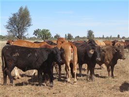 84 EU Organic  Brangus X Brahman Heifers