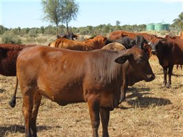 84 EU Organic  Brangus X Brahman Heifers