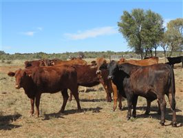 84 EU Organic  Brangus X Brahman Heifers