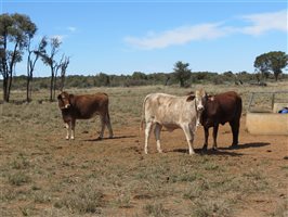 84 EU Organic  Brangus X Brahman Heifers