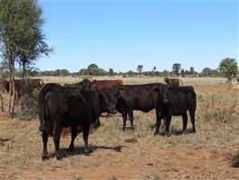 84 EU Organic  Brangus X Brahman Heifers