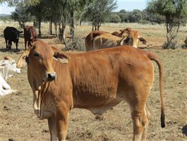 84 EU Organic  Brangus X Brahman Heifers
